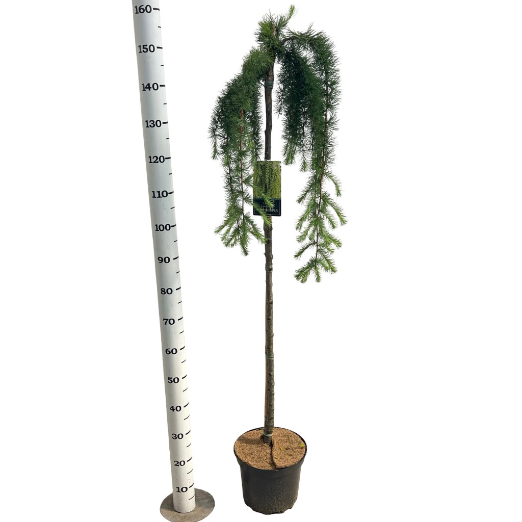 Larix kaempf. Stiff Weeper