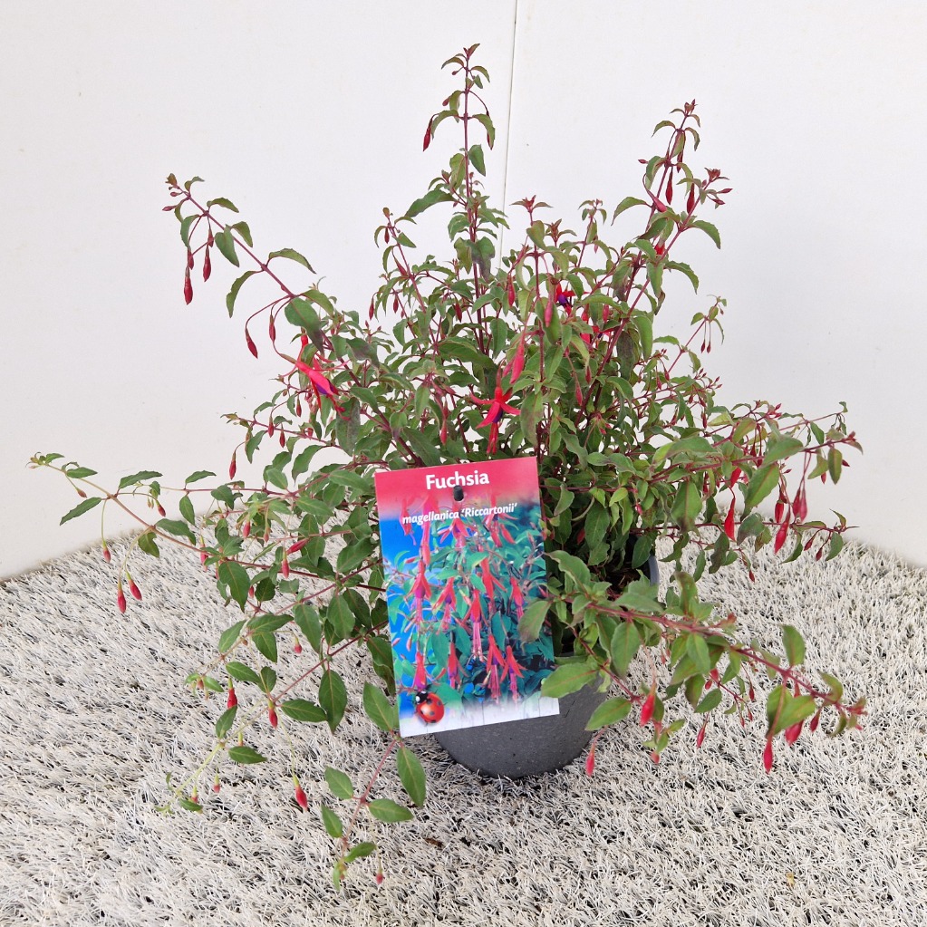 Fuchsia riccartonii