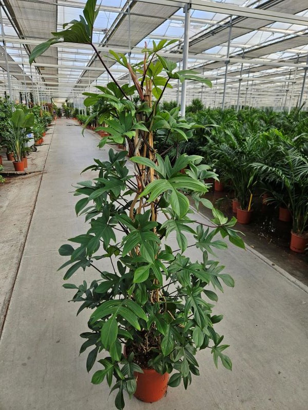 Philodendron pedatum