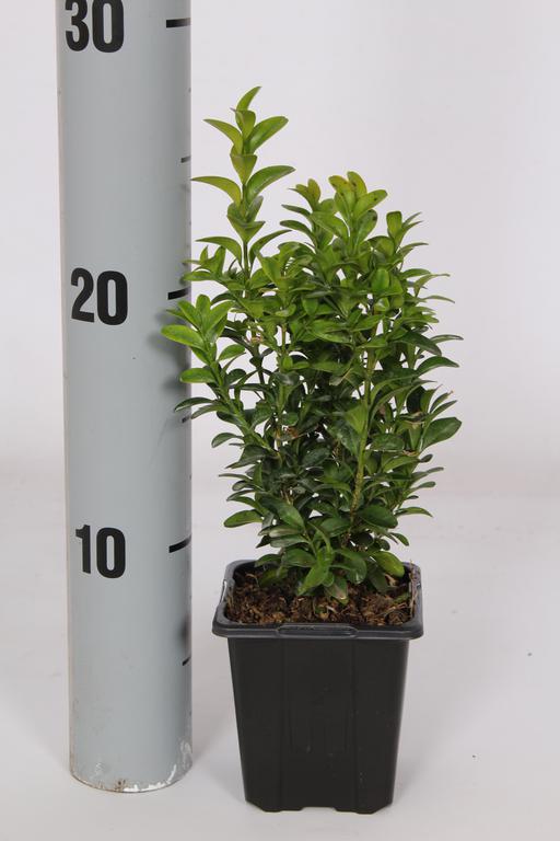 Picture of Buxus sempervirens P8.5