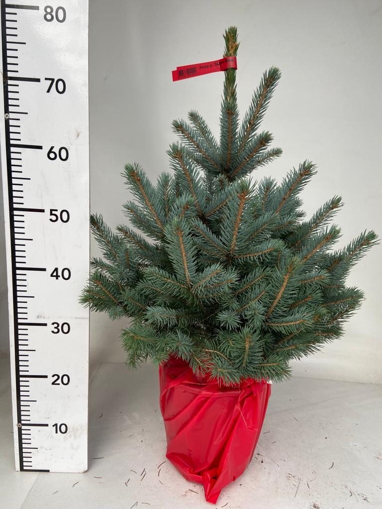 Picture of Trolley Deal 2024 Picea pungens Super Blue P25 (7 Ltr) 60/80 INC POT/POTGROWN