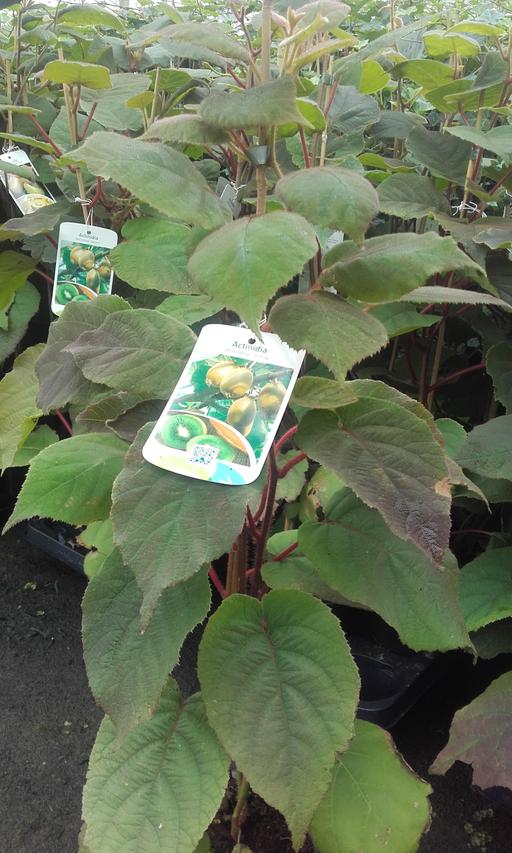 Picture of Actinidia deliciosa Jenny P17 (2 Ltr)