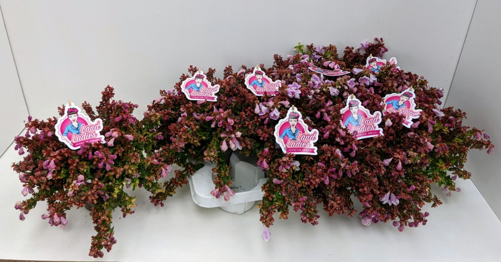 Picture of Abelia x grandiflora Pink Lady P13 25-CM