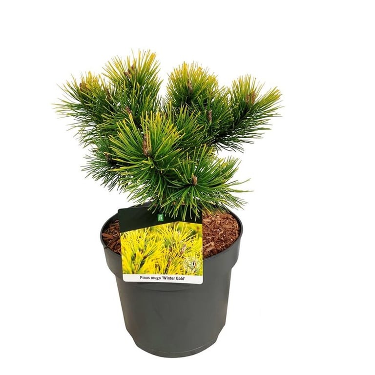 Picture of Pinus mugo Winter Gold P26 (7.5 Ltr)