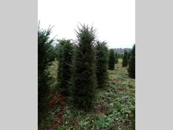 Picture of Taxus Baccata ROOTBALL 175/200CM