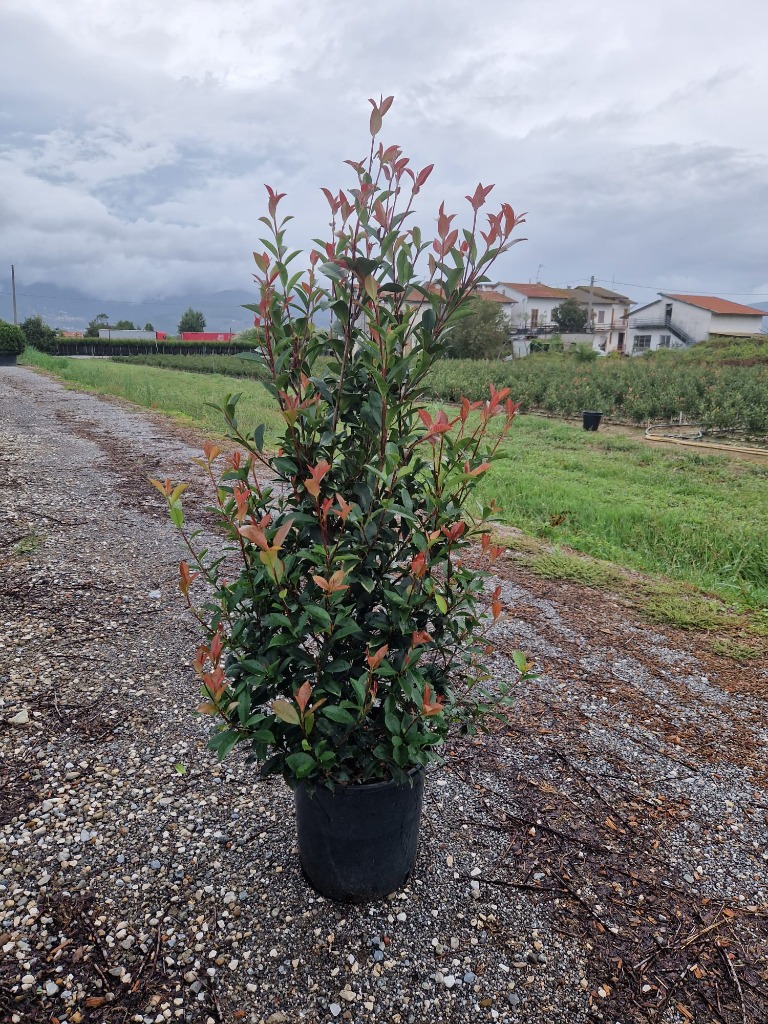 Picture of Photinia fraseri Robusta Compacta C18 100/125