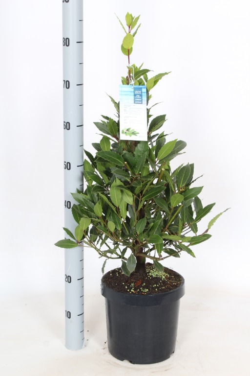 Picture of Laurus nobilis P23 (5 Ltr) PYRAMID-80/CM-INCL-POT