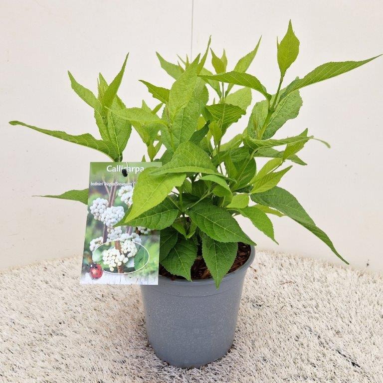 Picture of Callicarpa Magical Snowqueen P19 (3 Ltr)