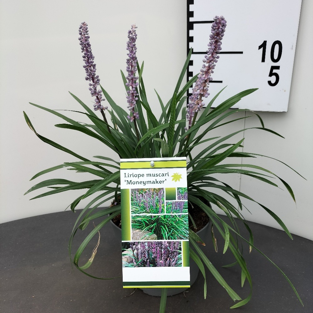 Picture of Liriope muscari Moneymaker P18 (2.5 Ltr) 25/30CM