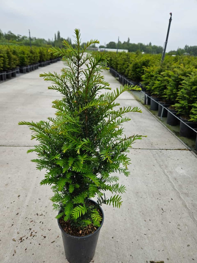 Picture of Trolley Deal 2024 Taxus baccata P21 (4 Ltr) 50/60cm M5