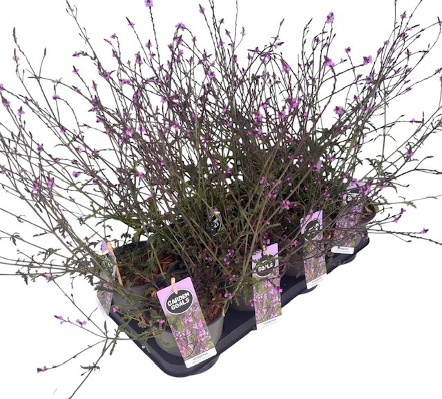 Verbena off. Bampton