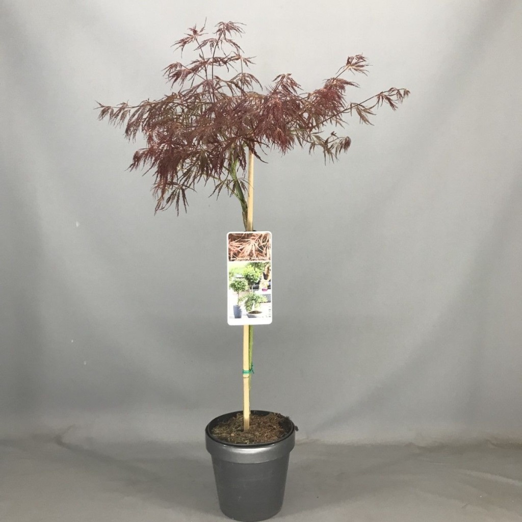 Picture of Acer pal. Inaba-shidare P19 (3 Ltr) 50/STD
