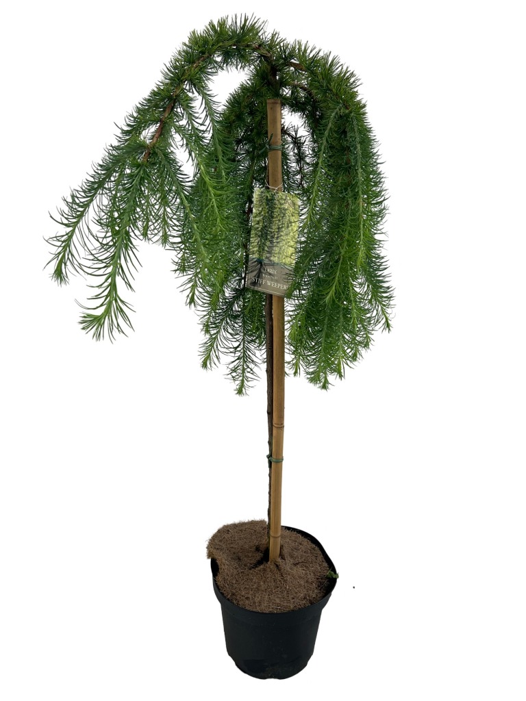 Picture of Larix kaempf. Stiff Weeper P26 (7.5 Ltr) 90/STD