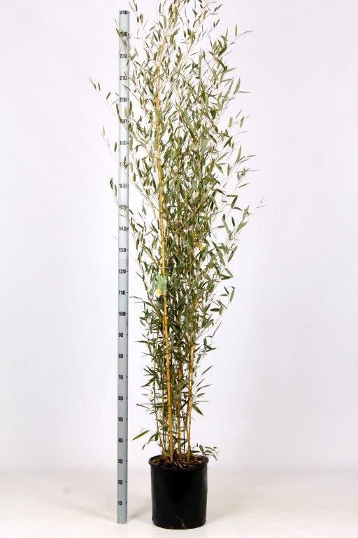 Picture of Phyllostachys aureosulcata Spectabilis C18 175/200