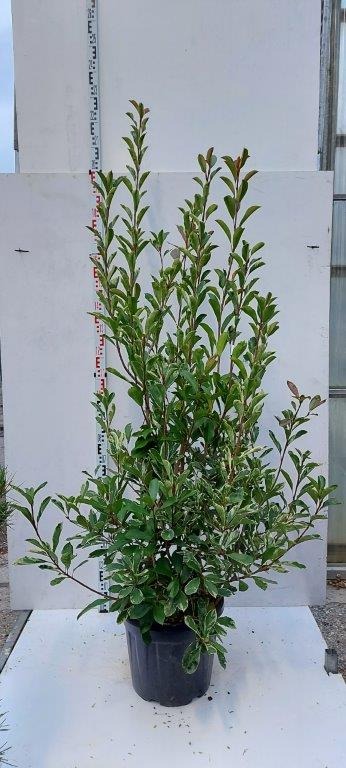 Picture of Photinia fraseri Pink Marble C30 125/150