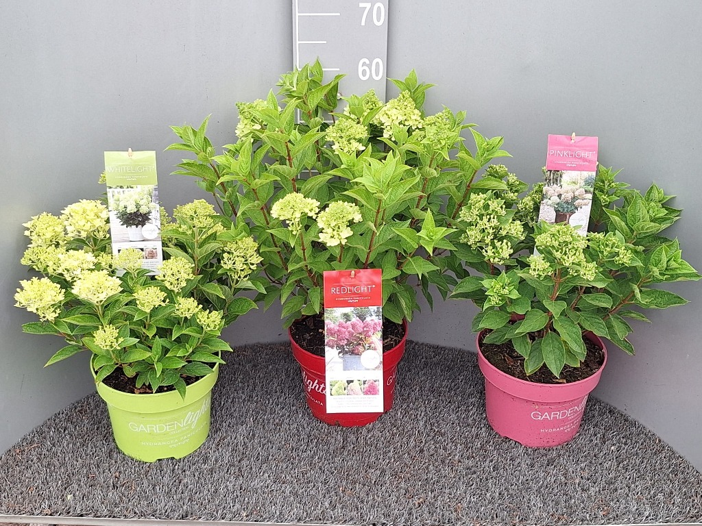 Hydrangea pan. Gardenlights in varieties