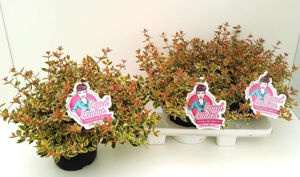 Picture of Abelia x grandiflora Lady Peach P19 (3 Ltr) 40-CM