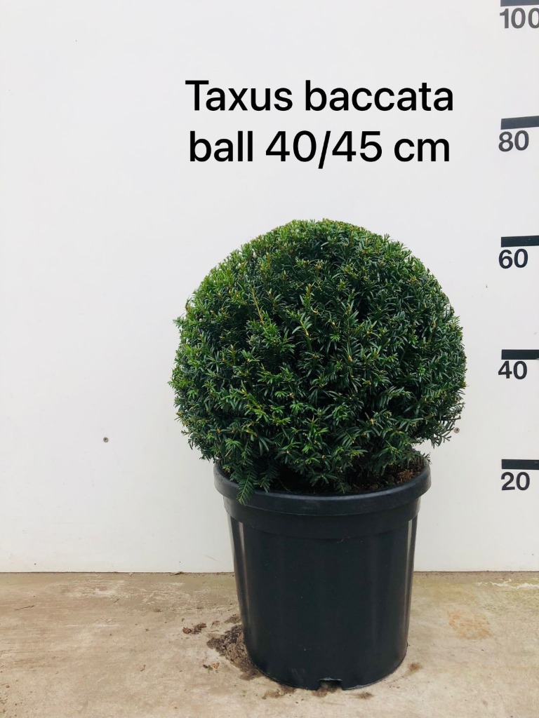 Picture of Taxus Baccata P34-(18-LTR) BALL-40/45