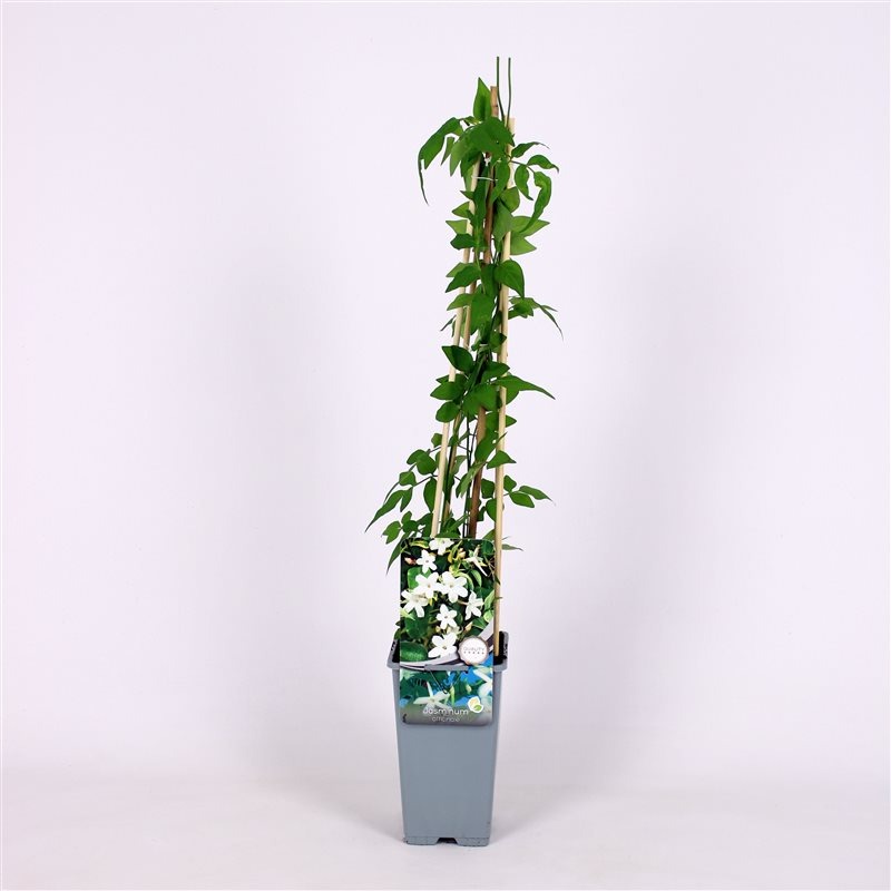 Picture of Jasminum officinale P17 (2 Ltr) Square 55CM