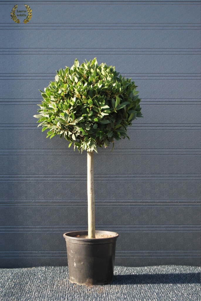 Picture of Laurus nobilis P35 60/std 45/cm head