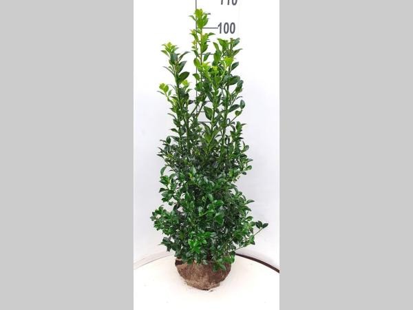 Picture of Ilex meserveae Heckenfee ROOTBALL 80/100CM