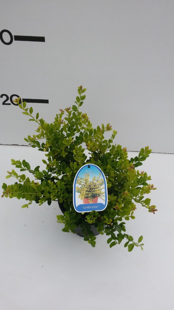 Picture of Ilex crenata Golden Gem P17 (2 Ltr)