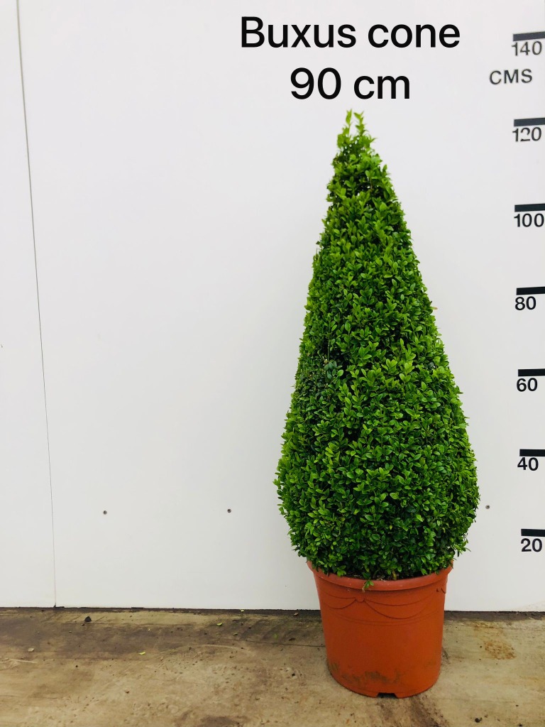 Picture of Buxus sempervirens pyramide P34-(18-LTR) 90/100-PYRAMID