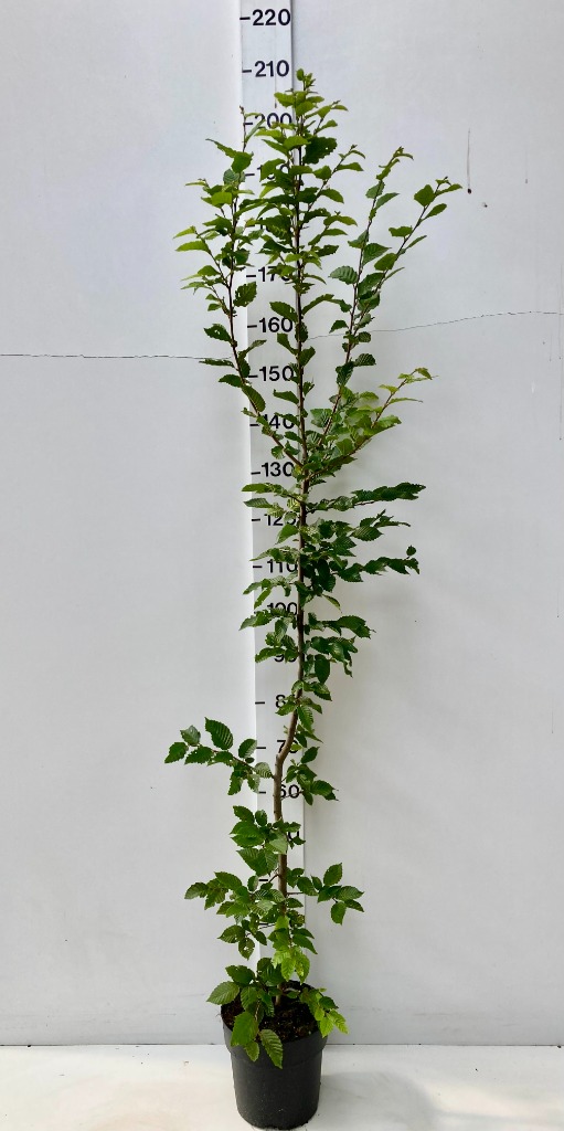 Obrazek Carpinus betulus P24 (6 Ltr) 160/180CM