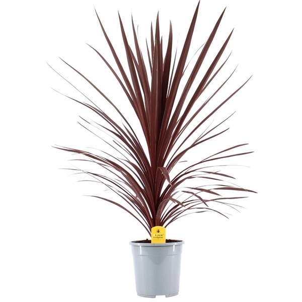 Picture of Cordyline australis Red Star P24 (6 Ltr) 90/CM-INCL-POT