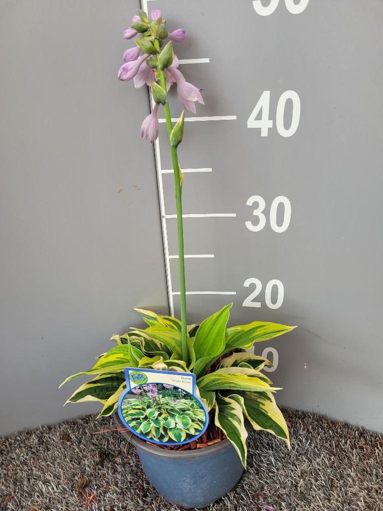 Picture of Hosta Wide Brim P17 (2 Ltr)