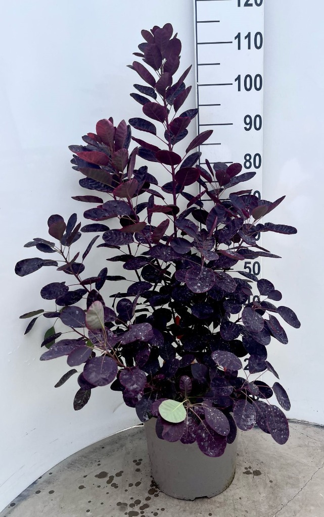 Picture of Trolley Deal 2025 Cotinus cogg. Royal Purple P29 (10 Ltr)