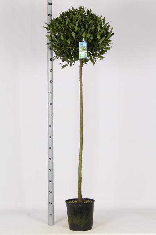 Picture of Laurus nobilis P30 (12 Ltr) 110/STD-50/55-HEAD