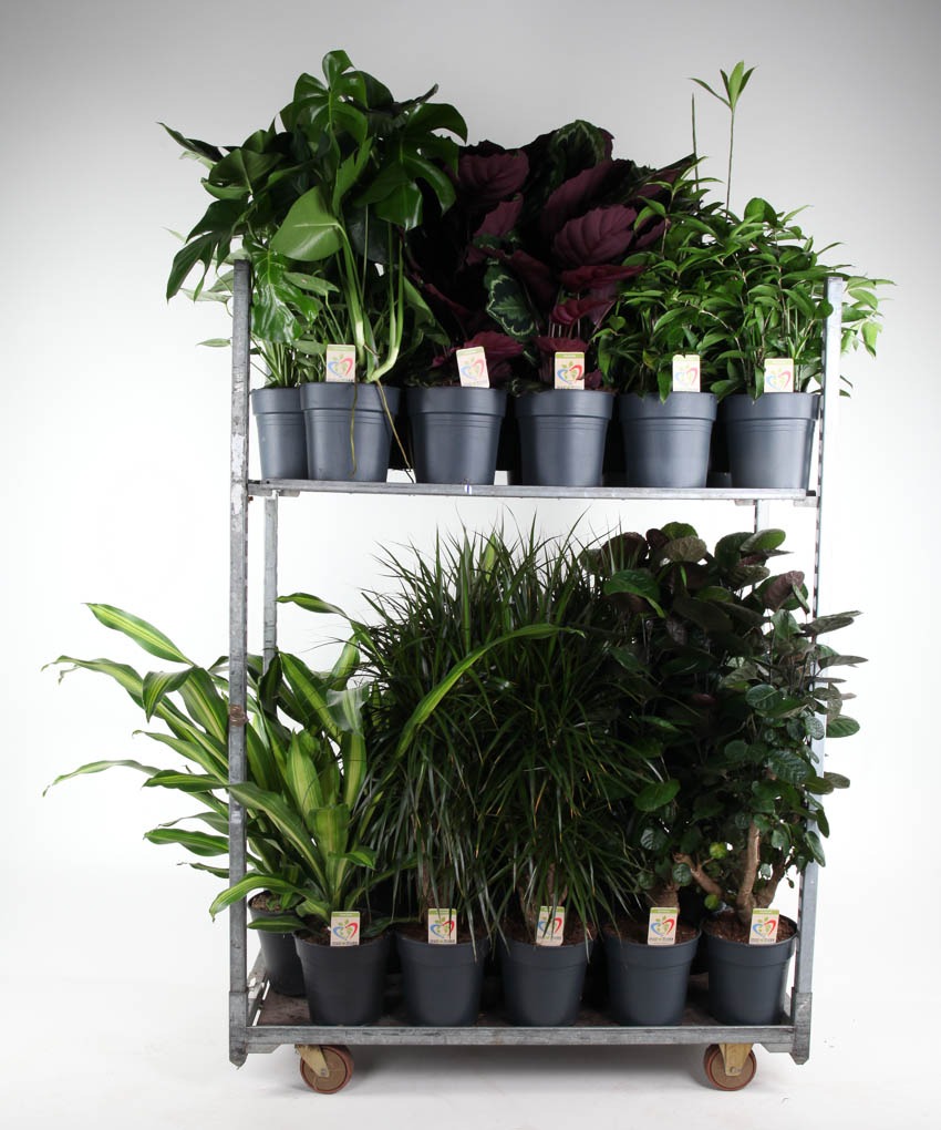 Picture of Trolley Deal 2024 Houseplants in varieties Summer Promo 03 P21 height 65-100 cm J6