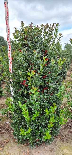 Image de Ilex mes. Blue Maid EXTRA ROOTBALL 160/180CM
