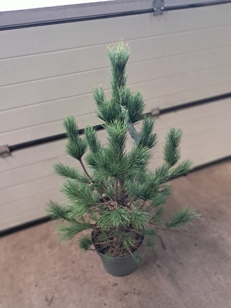 Picture of Pinus cembra P29 (10 Ltr) 50/60CM