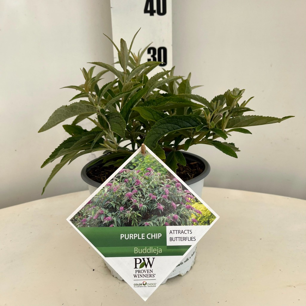 Buddleja dav. Purple Chip