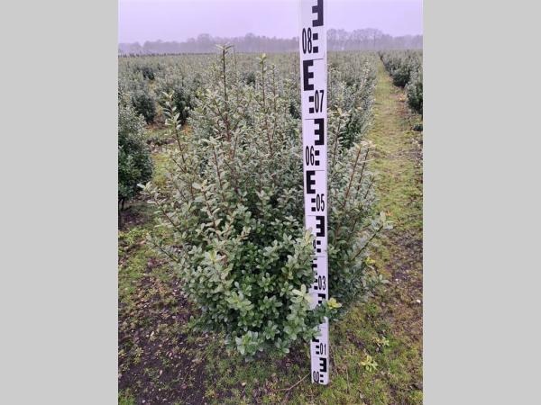 Picture of Ilex crenata Caroline Upright ROOTBALL/JUTE 60/80CM