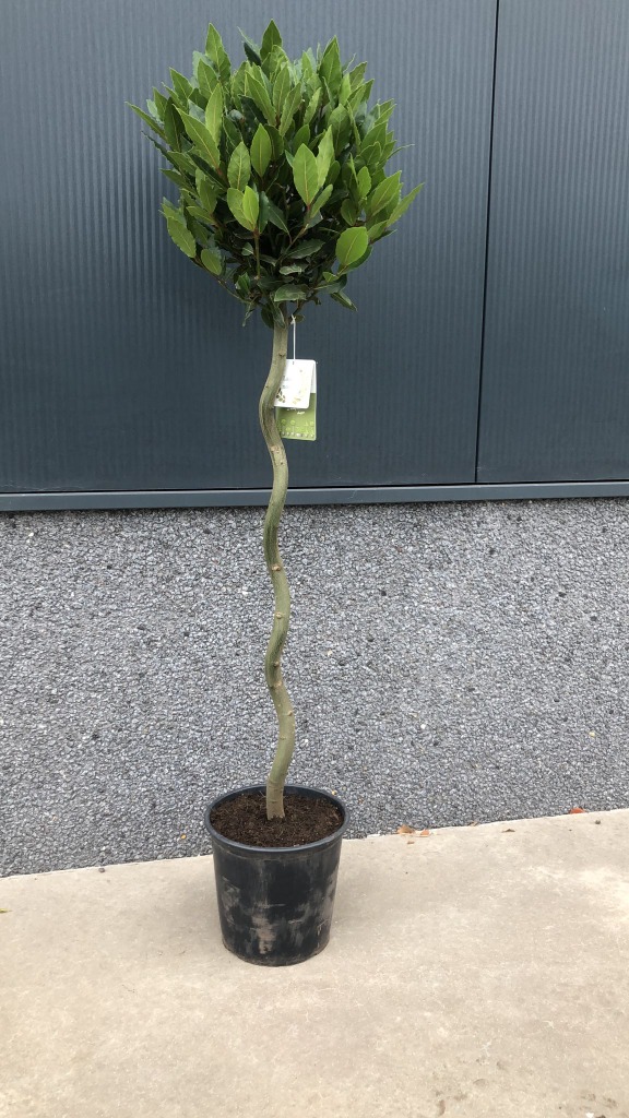 Laurus nobilis