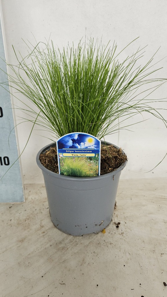 Stipa ten. Ponytails