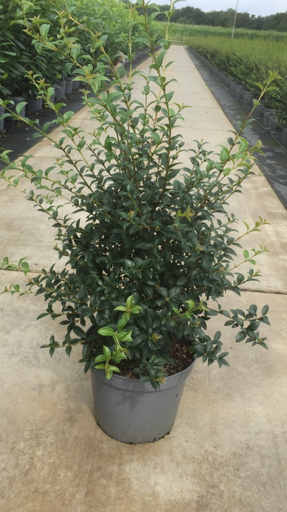 Picture of Osmanthus burkwoodii P30 (12 Ltr) 100/125