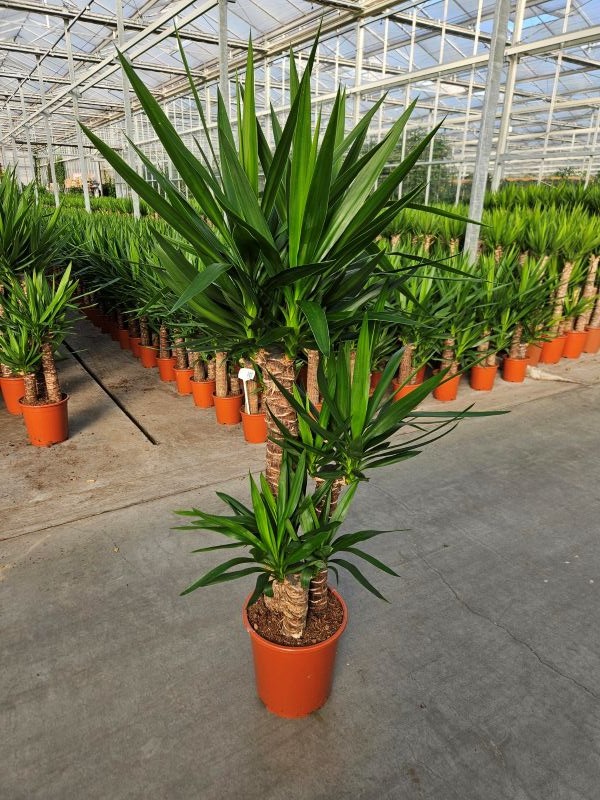 Yucca elephantipes 90-60-30 XL