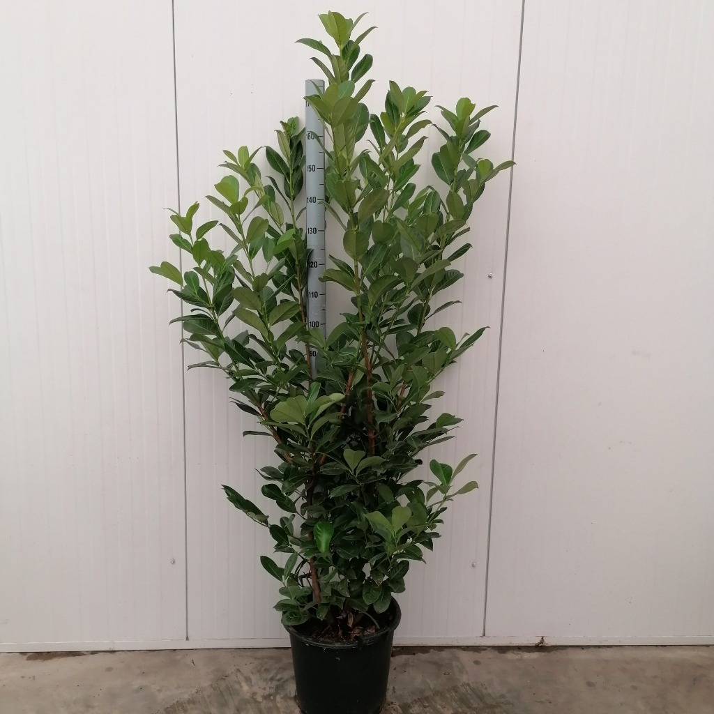 Picture of Prunus laur. Rotundifolia P40-(30-LTR)