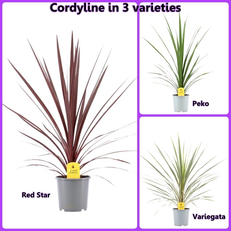 Picture of Trolley Deal 2025 Cordyline australis in 3 varieties P17 (2 Ltr)