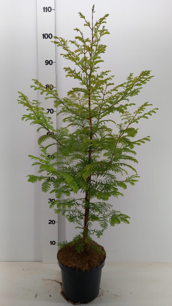 Picture of Metasequoia glyptostroboides P19 (3 Ltr)