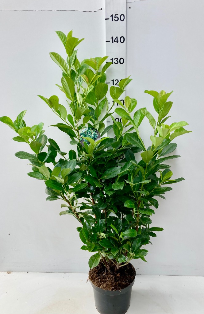 Prunus laur. Etna