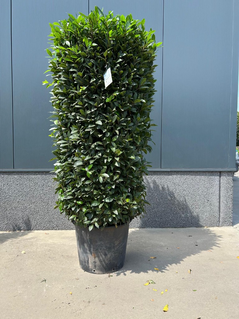 Laurus nobilis
