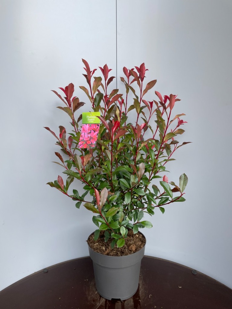 Picture of Photinia fras. Carre Rouge P29 (10 Ltr) 60/80CM
