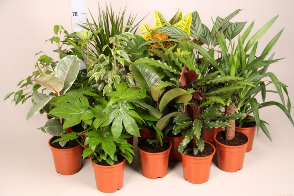 Picture of Houseplants in varieties 2024 height 55 cm P17 (2 Ltr) 55 cm