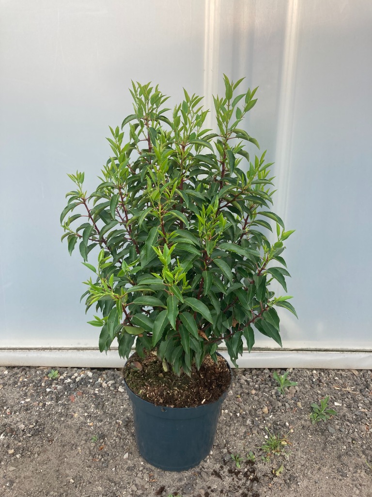 Picture of Prunus lusitanica Angustifolia P30 (12 Ltr) 80/100CM