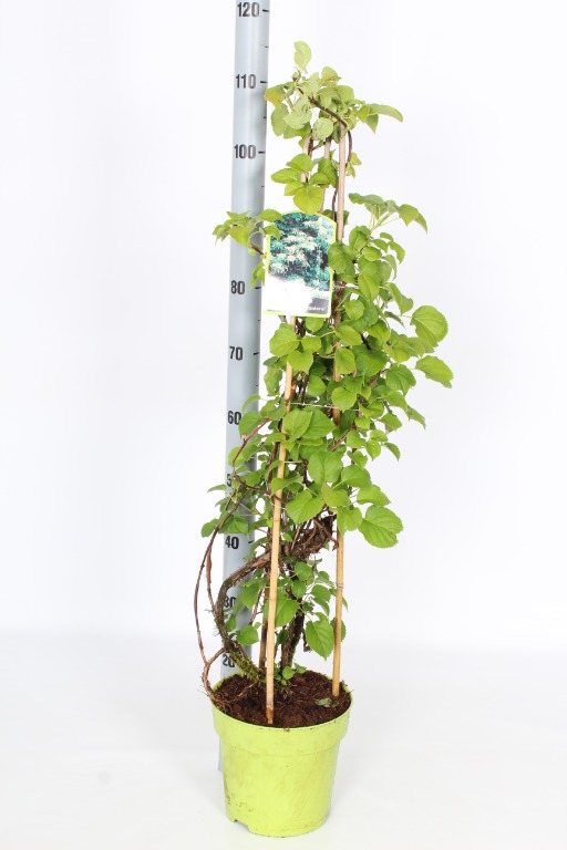 Picture of Hydrangea anomala petiolaris P23 (5 Ltr) 100/CM